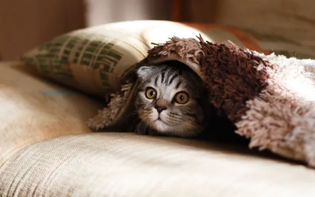 4 Reasons Cats Are Perfect Therapy Animals For PTSD (And Other Mental Disorders)